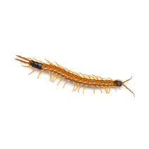 What do Giant Desert Centipedes Look Like? 