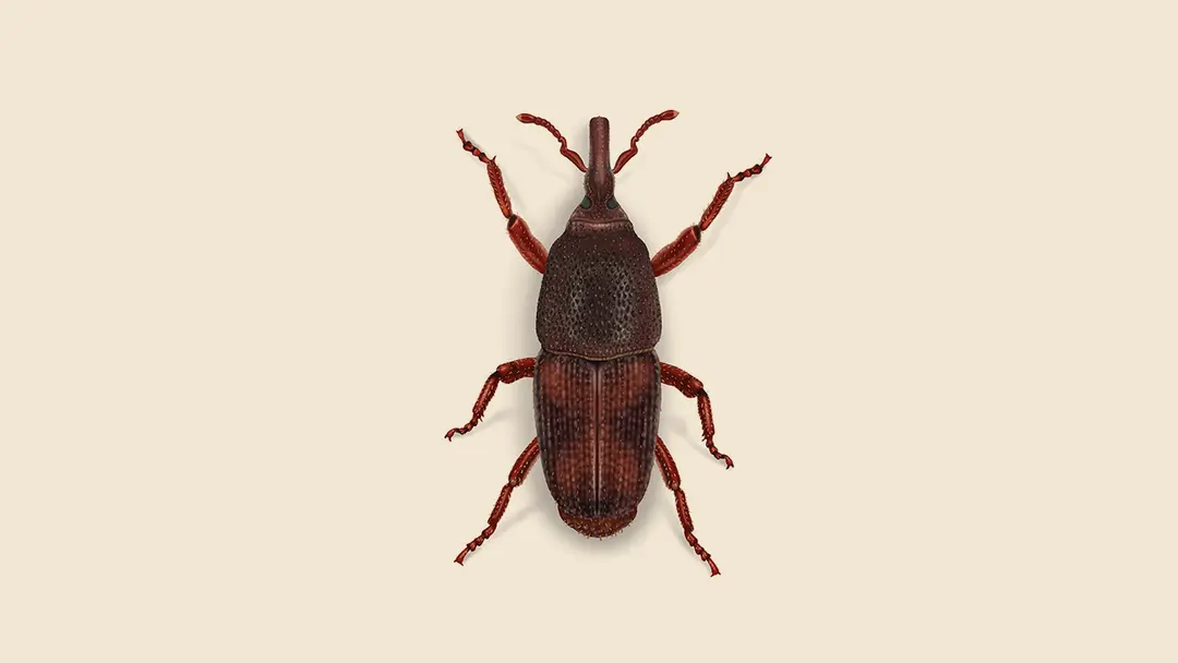 Rice Weevil Illustration