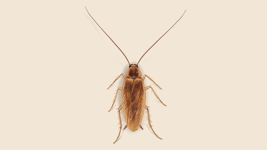 Brown banded cockroach illustration