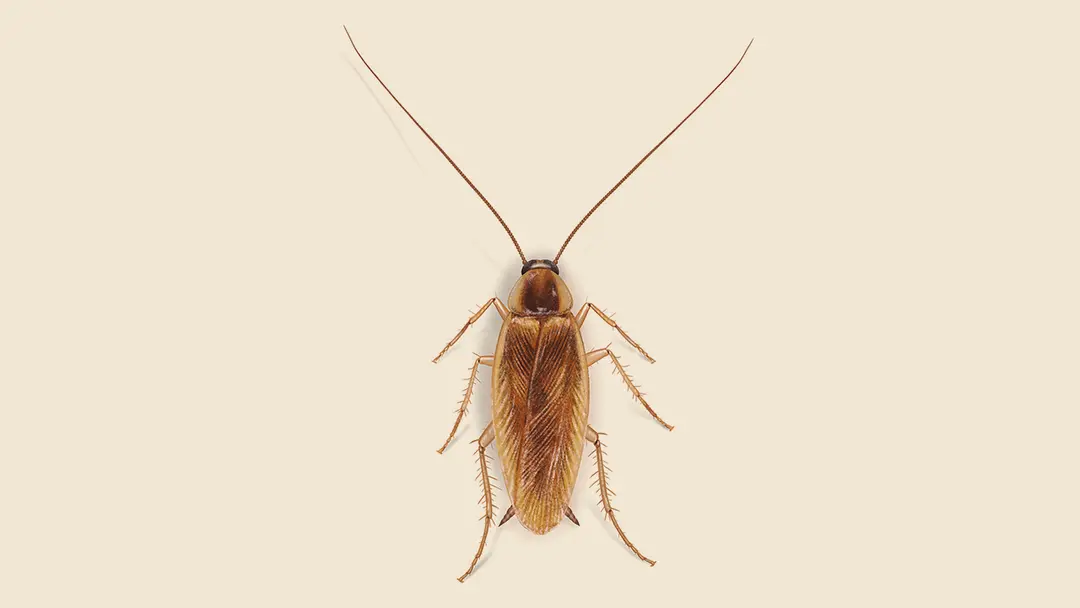 Brown banded cockroach illustration