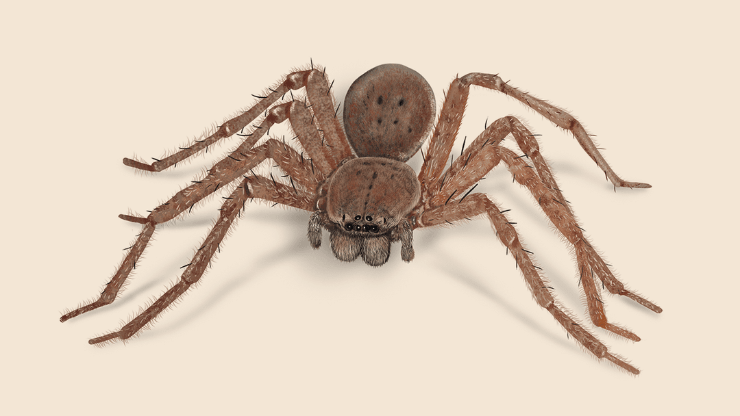 Huntsman spider illustration