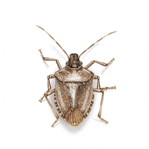 Stink Bugs Exterminator - How To Identify & Get Rid Of Stink Bugs