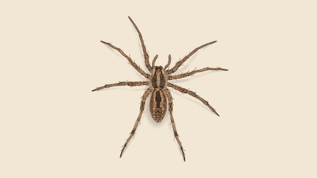 Brown Carolina Wolf Spider Illustration