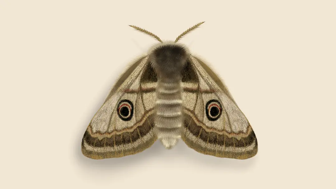 Moth illustration
