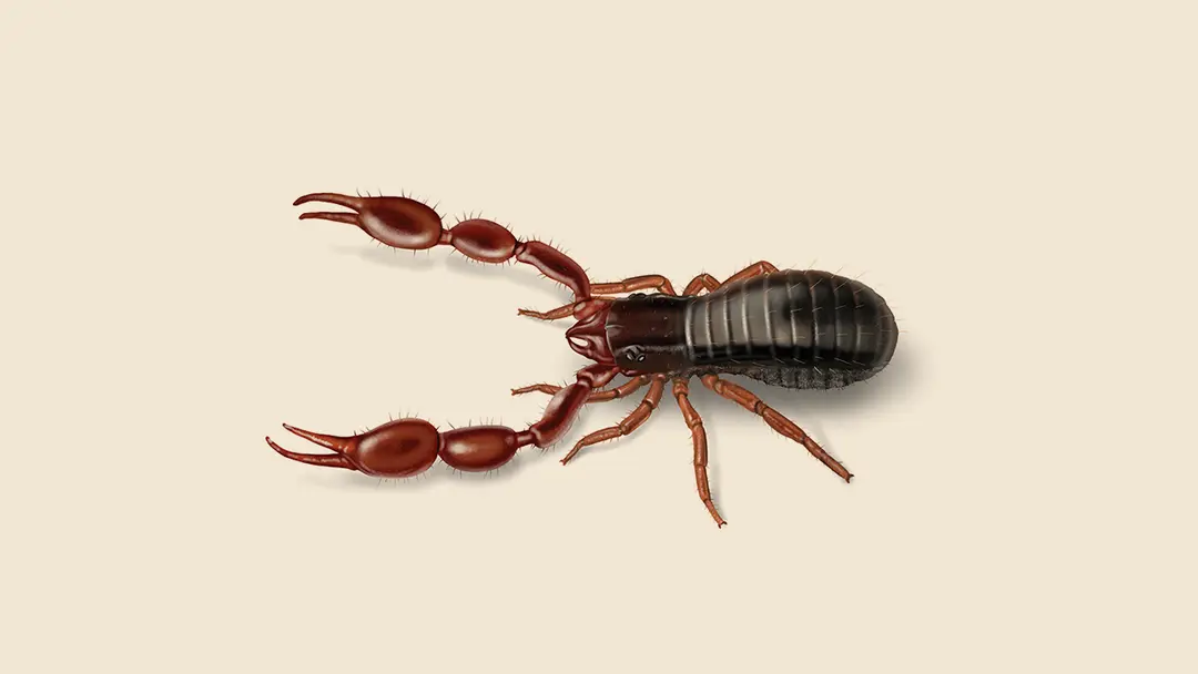 Pseudoscorpion Illustration
