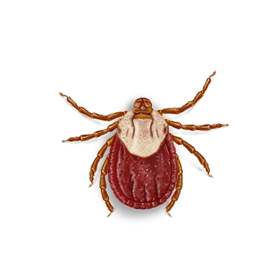 Wood Tick Illustration