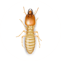 Subterranean Termite Identification & Treatment
