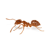 Tawny Crazy Ants