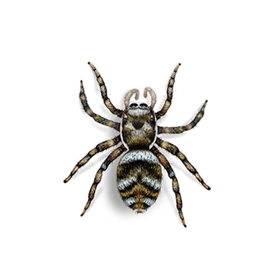 Zebra Jumping Spider Illustration.