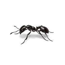 Little Black Ants | Tiny Black Ants In Your House