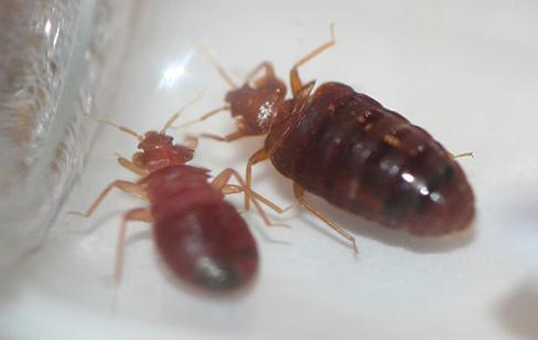 Two Bed Bugs Up Close