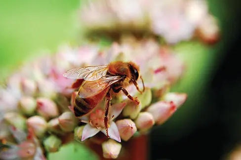 Honey Bee