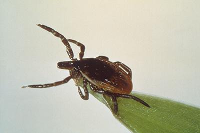 Magnified Image of a Deer Tick