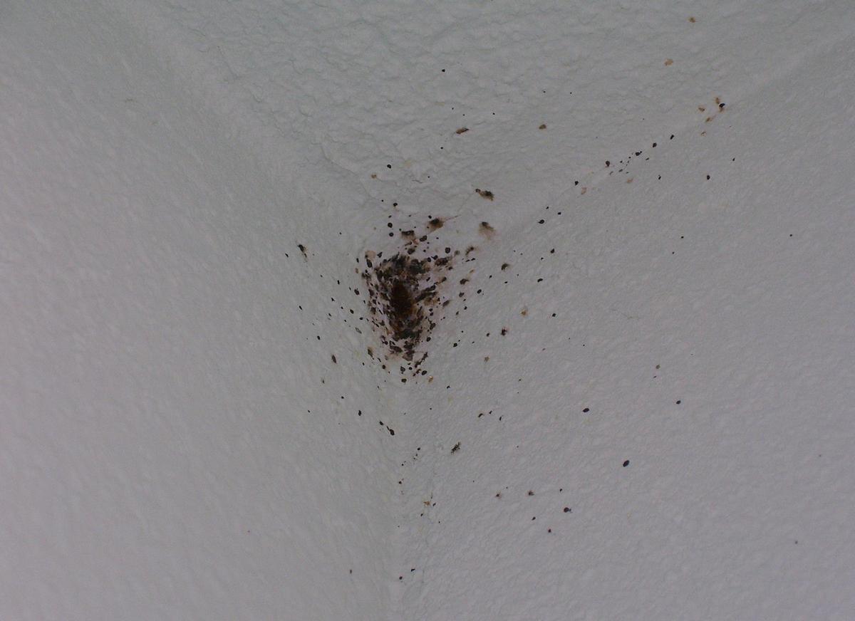 Bed Bug Wall Cluster