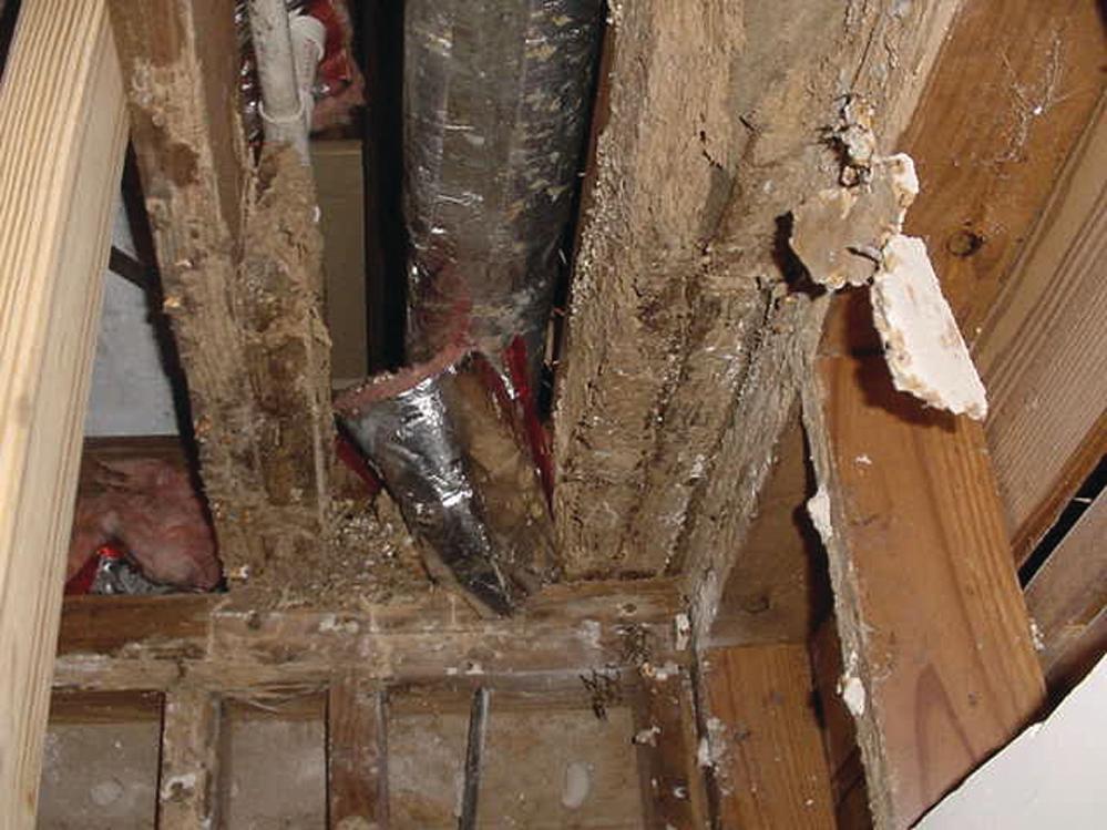 Termite Damage In Rafters