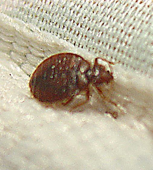 Close-up Picture of Bed Bug on Mattress or Mattress Cover