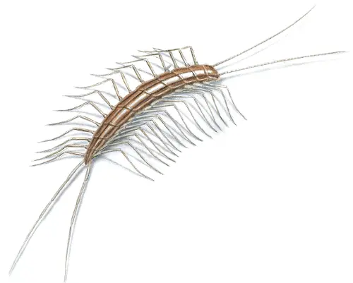 Centipede Illustration