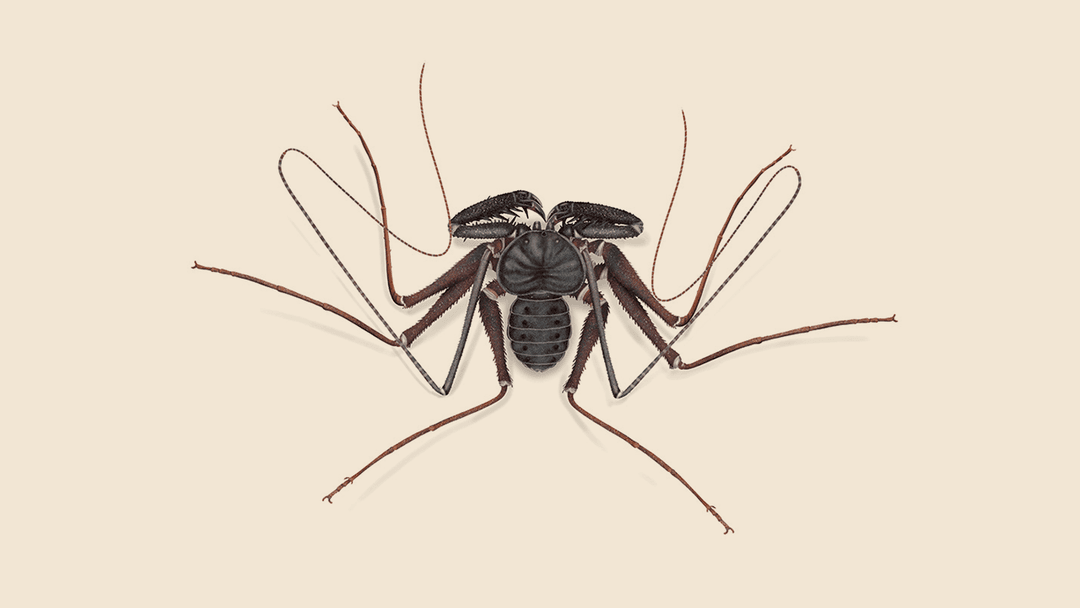 Tailless Whip Scorpion illustration
