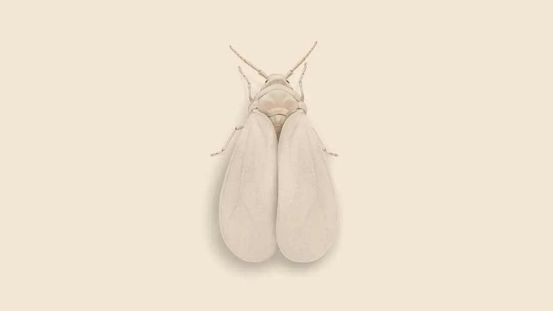 Whitefly illustration