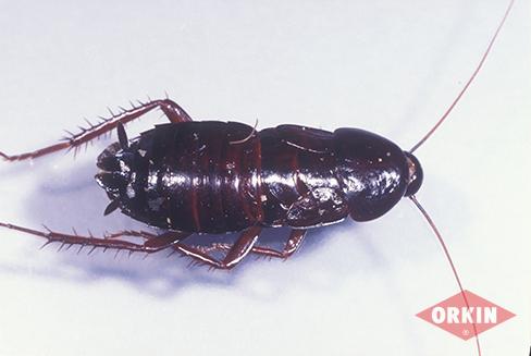 Adult Female Oriental Cockroach