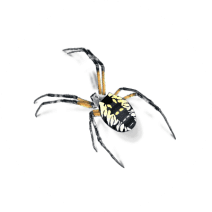 Black & Yellow Garden Spiders