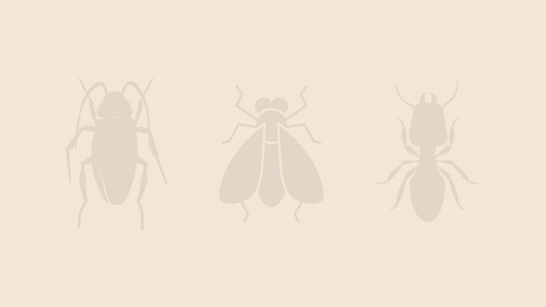 Springtails Exterminator - How To Identify & Get Rid Of Springtails