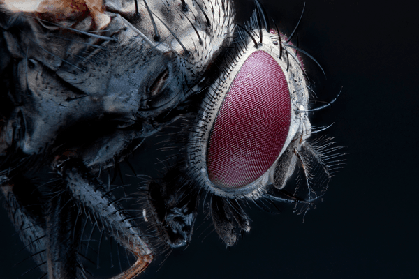 Close Up Image of  Fly