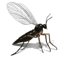 How To Control Gnat Infestation In Backyard | Orkin