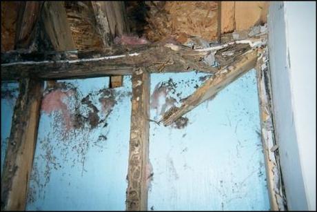 أضرار جدار النمل الأبيض