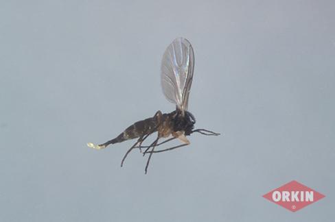 Get Rid of Gnats in Your House - Gnats & Other Flying Bugs