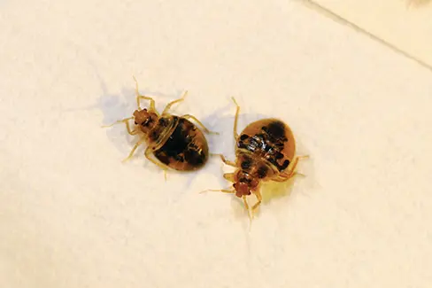 Bed Bug Nymphs