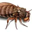 black fly illustration