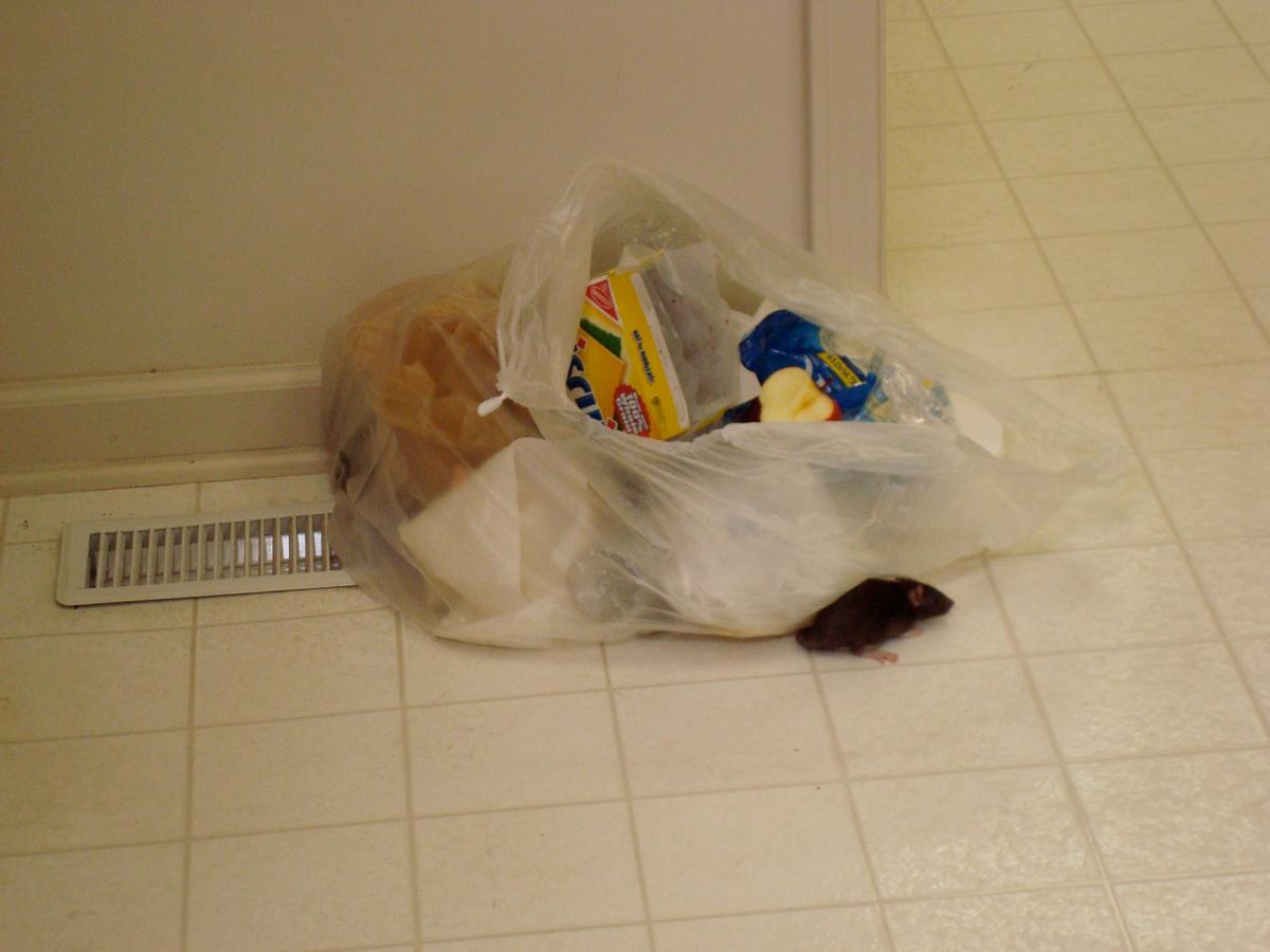 Norway Rat Crawling In Garbage