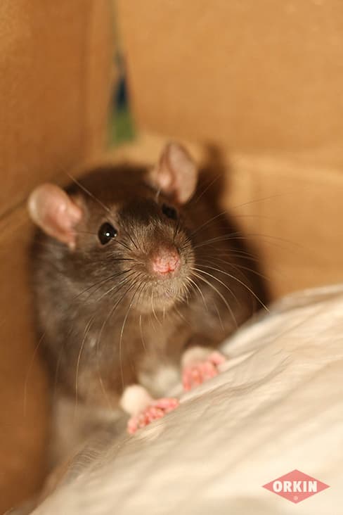 Norway Rat In Corner