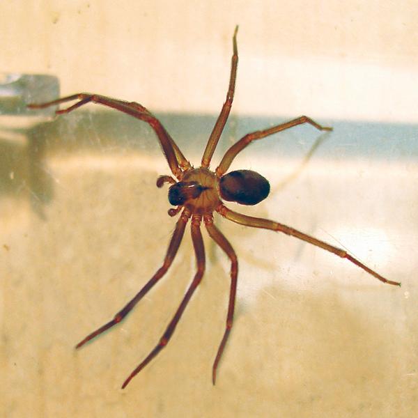 Close up of a Brown Recluse with Distinctive Violin-Shaped Marking