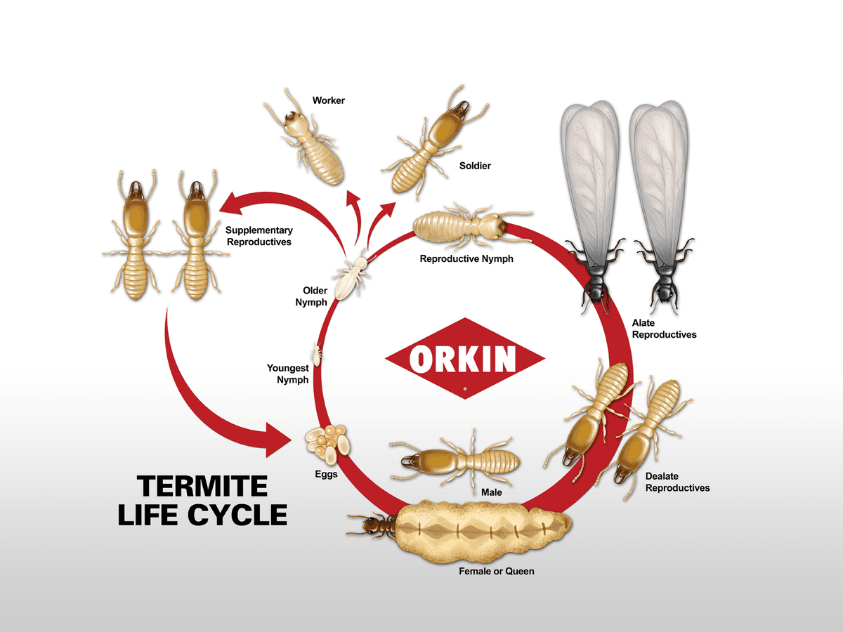 Termites Life Cycle