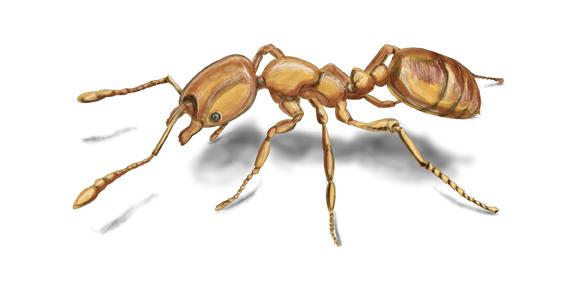 pharaoh ant illustration