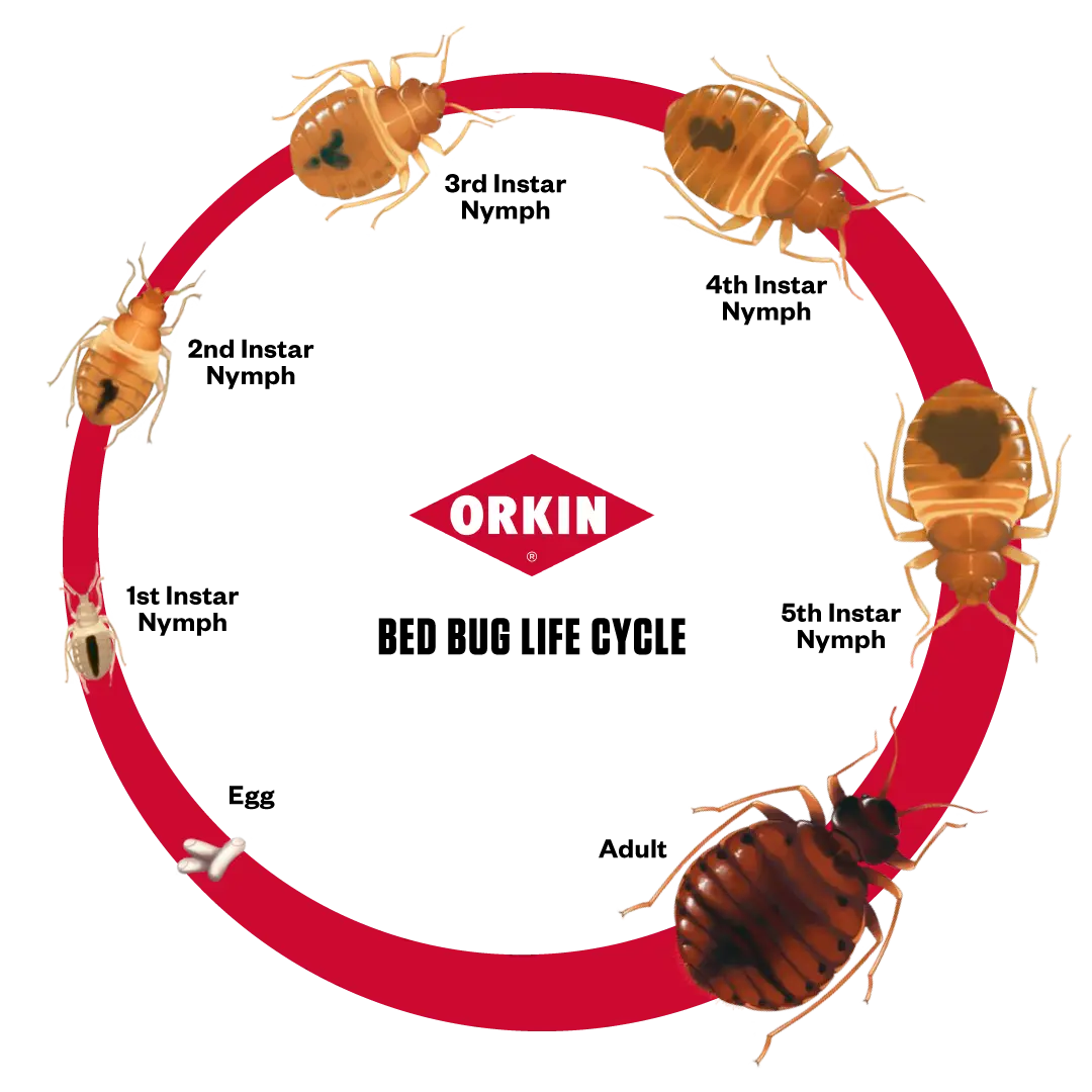 Life Cycle Chart