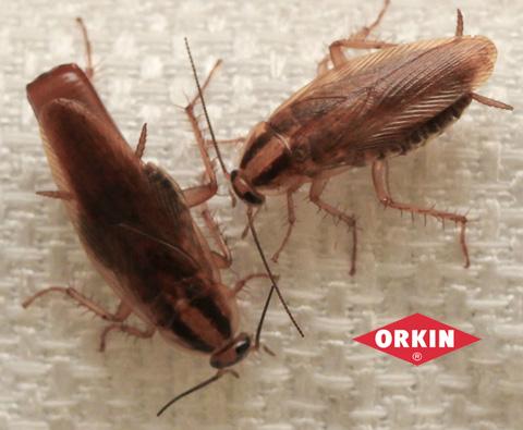 Two Cockroaches