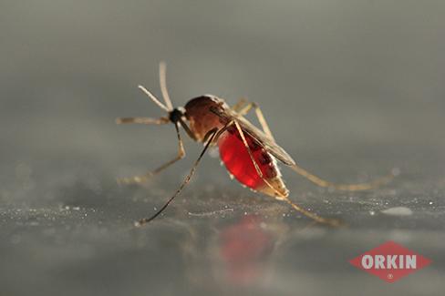 Close-up Picture of a Mosquito