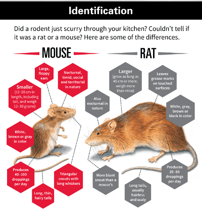 House Mouse vs. Rat Identification