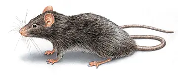 roof rat illustration