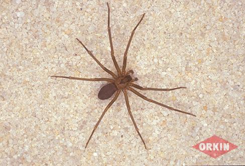 Brown Recluse Spider In A Home