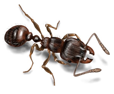 pavement ant illustration