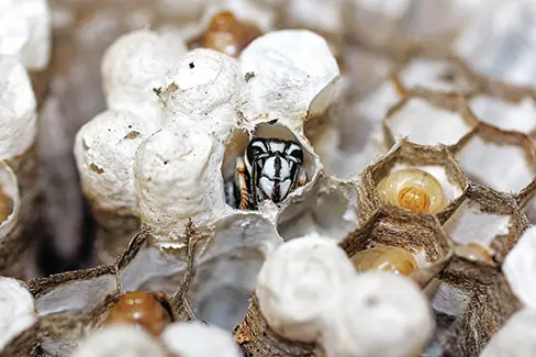 Baldfaced hornet sitting in nest