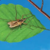 Mosquito On A Leaf