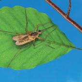 Mosquito On A Leaf