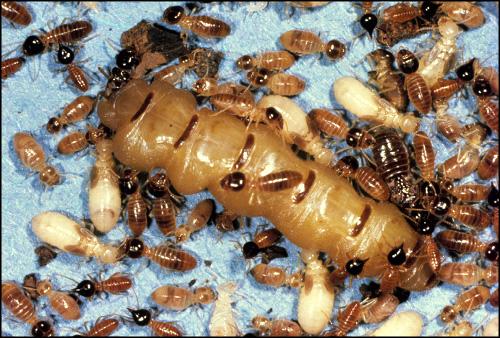 Queen Termite in Colony