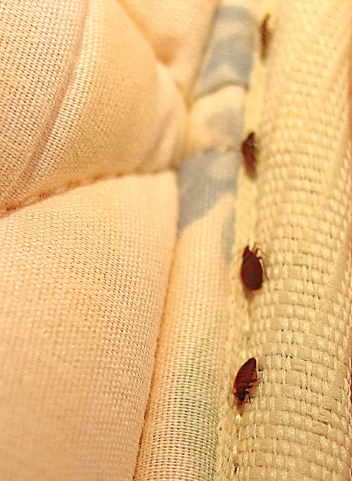 Picture of Bed Bug Infestation Crawling on Mattress Cover