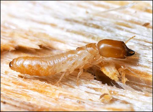 Drywood Termite Worker
